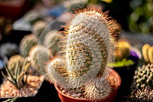 Selective focus close-up top-view shot on Golden barrel cactus