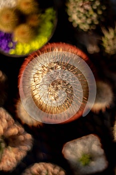 Selective focus close-up top-view shot on Golden barrel cactus