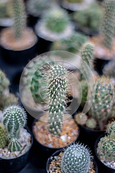 Selective focus close-up top-view shot on Golden barrel cactus