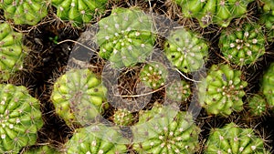Selective focus close-up top-view shot on Golden barrel cactus cluster.