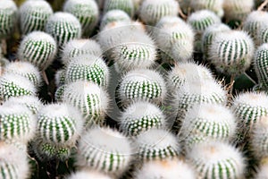 Selective focus close-up top-view shot on Golden barrel cactus