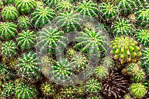 Selective focus close-up top-view shot on Golden barrel cactus Echinocactus grusonii cluster.