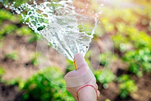 Selective focus. Close up view of a female hand holding a watering hose with water spray, watering garden beds, close-up, water