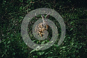 Selective focus close up of a wild rabbit