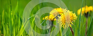 Selective focus close-up of the yellow dandelions on spring meadow, banner. Yellow flowers in green grass on the field