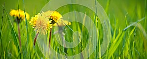 Selective focus close-up of the yellow dandelions on spring meadow, banner. Yellow flowers in green grass on the field