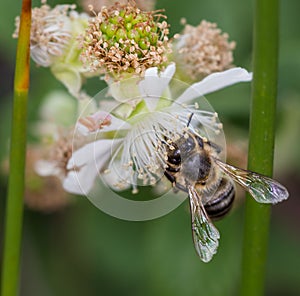 Selective focus closeup of Bee sucking the nectar of a flower photo