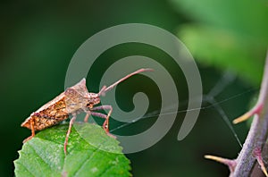 Selective focus closeup of a bug on a leaf