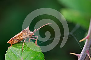Selective focus closeup of a bug on a leaf photo