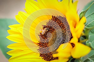 Selective focus closeup of a bug on the sunflower