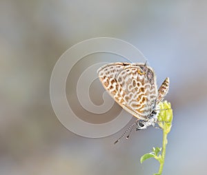 Selective focus closeup of the butterfly on a stem of a flowering plant photo