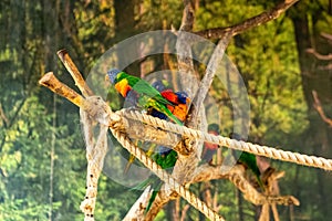Selective focus closeup of a Finsch\'s Parakeet in its natural habitat in Costa Rica photo