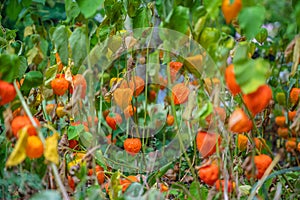 Selective focus closeup of the fruits from the plant called Physalis