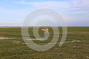 Selective focus closeup of a grazing sheep on the farm