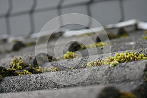 Selective focus closeup of growing moss on the roof