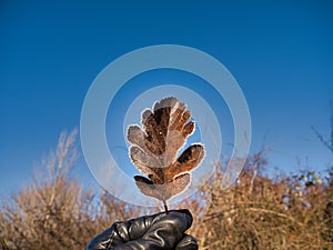 Selective focus closeup of a hand holding an oak tree leaf