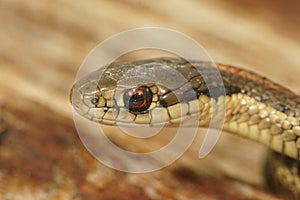 Selective focus closeup on the head of a Northwestern Gartersnake,, Thamnophis ordinoides