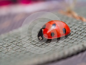 Selective focus closeup of a little ladybird made of plastic