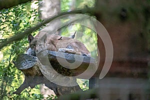 Selective focus closeup of a Lynx on a tree branch in the Wildpark Schwarze Berge in Rosengarten