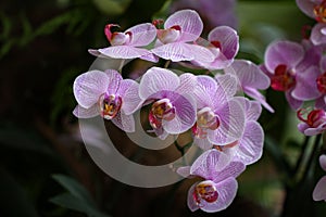 Selective focus closeup of moth orchids flowers