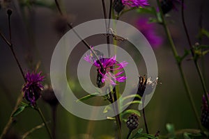 Selective focus closeup of a Mountain bluet, Centaurea montana in the field