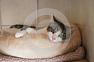 Selective focus closeup shot of a cat lying on the cat bed