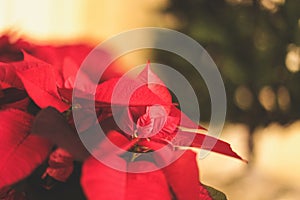 Selective focus closeup shot of festive red Mexican Poinsettias spreading Christmas atmosphere