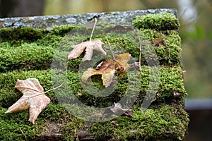 Selective focus closeup shot of moss on a tree with dried leaves on it