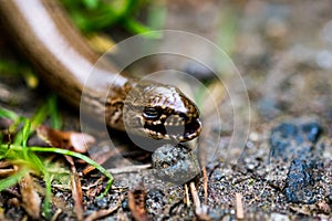 Selective focus closeup shot of a slowworm snake`s head