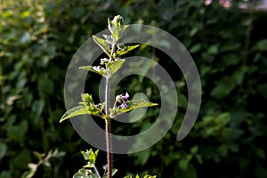 Selective focus closeup shot of small purple flowers blooming on a plant