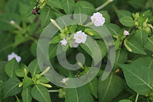 Selective focus closeup shot of a white Marvel of Peru flower