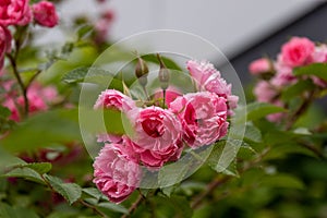 Selective focus closeup of a small pink rose or Pink Grootendorst, Rosa rugosa bush