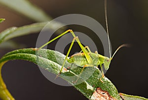 Selective focus closeup of a speckled bush-cricket on a leaf of a plant photo