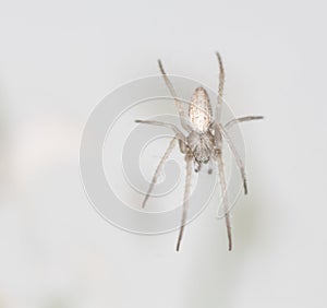 Selective focus closeup of a spider on a white background photo