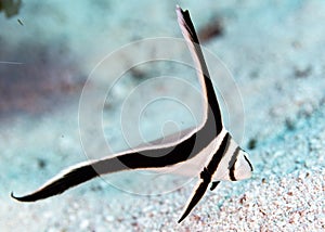 Selective focus closeup of the spotted drum fish underwater