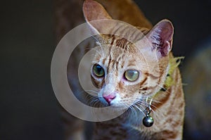 Selective focus closeup view of an adorable Arabian mau cat