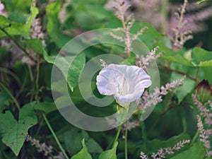 Selective focus closeup of a white bindweed flower with leaves in the background in the daytime