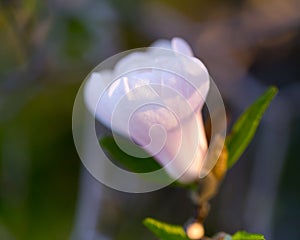 Selective focus closeup of white magnolia opening bud seen during an early spring morning