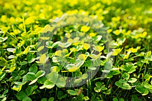 Selective focus. Clover. green grass. background with the texture of the lawn.