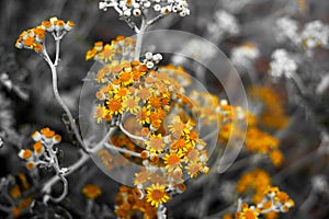 Selective focus on coastal wild flowers. Yellow orange coastal wild flowers in summer
