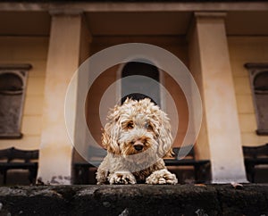 Selective focus of a Cockapoo dog in front of a building