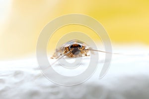 Selective focus on a cockroach, cockroach eating on a white napkin