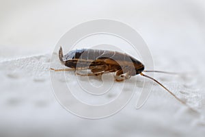 Selective focus on a cockroach, cockroach eating on a white napkin