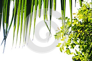 In Selective focus Coconut leaves with tropical plant tree leaves on white isolated background for green foliage backdrop