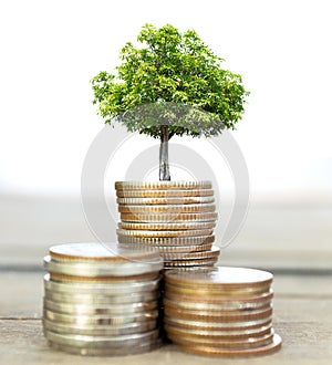 Selective focus of coins and big green plant growing.