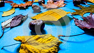 Selective focus of colorful autumn leaves and chestnuts. Yellow red and orange leaves and brown chestnuts lying on vivid blue