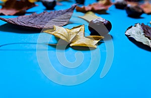 Selective focus of colorful autumn leaves and chestnuts. Yellow red and orange leaves and brown chestnuts lying on vivid blue