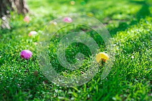 Selective focus colorful Easter eggs on green grass field with early morning backlit light, Easter eggs hunting tradition at local