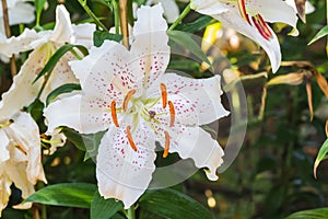 selective focus of colorful lily flowers with sun light ,selective focus