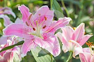 selective focus of colorful lily flowers with sun light ,selective focus